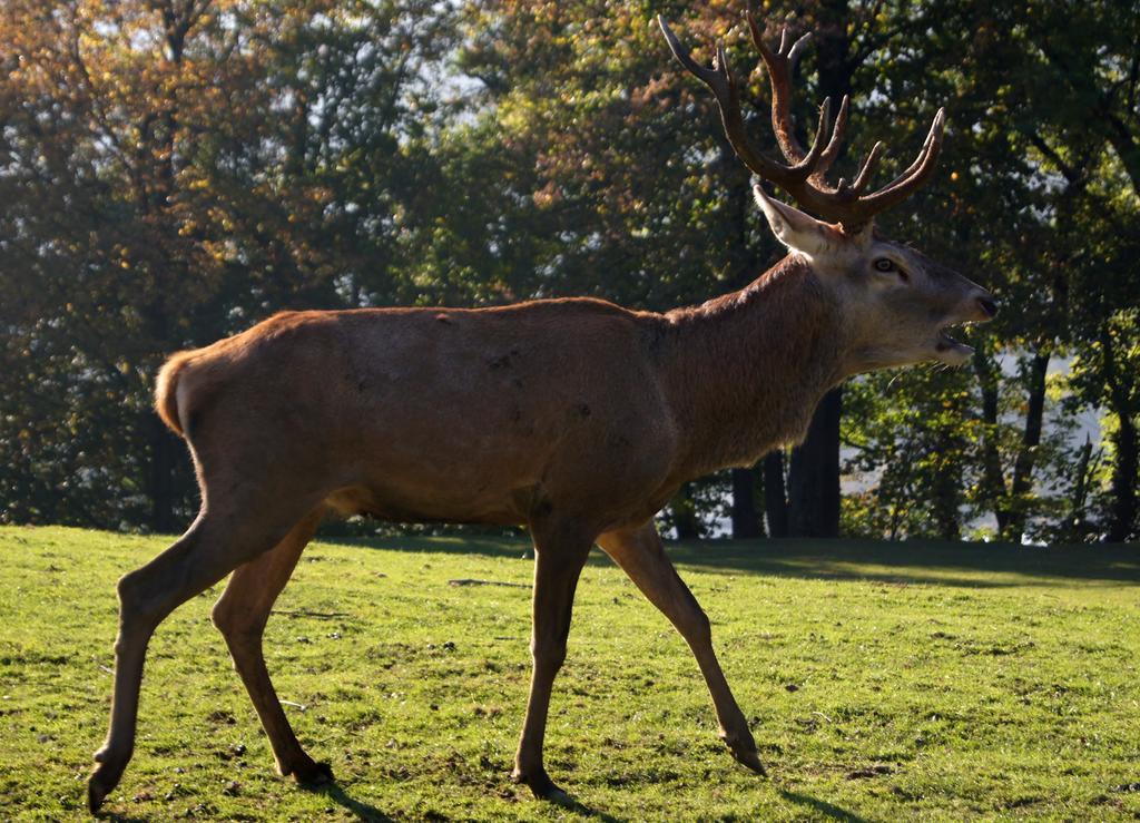 Landgasthof Hirschen Hohenems Dış mekan fotoğraf